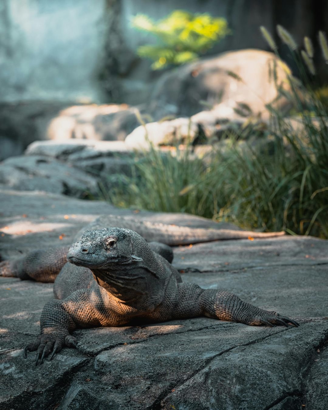 The Ultimate Komodo Island Tour: A Journey to the Land of Dragons